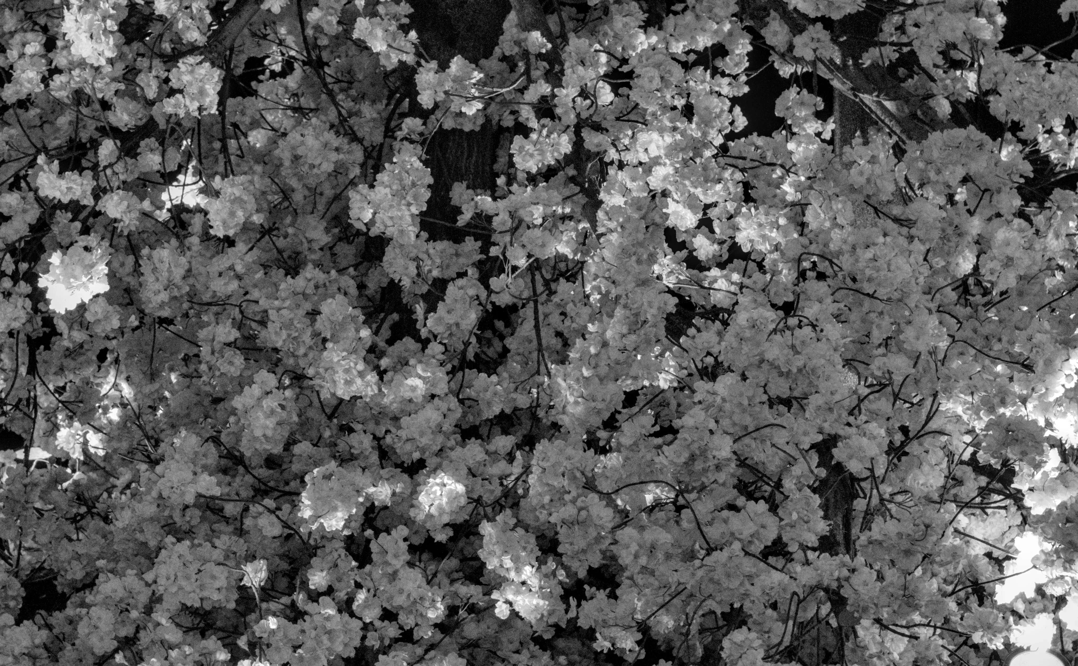 Zenith Helios-77M-4 1,850 (VOMZ) - _I4A4693.webp